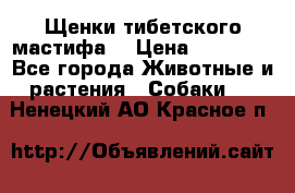 Щенки тибетского мастифа. › Цена ­ 30 000 - Все города Животные и растения » Собаки   . Ненецкий АО,Красное п.